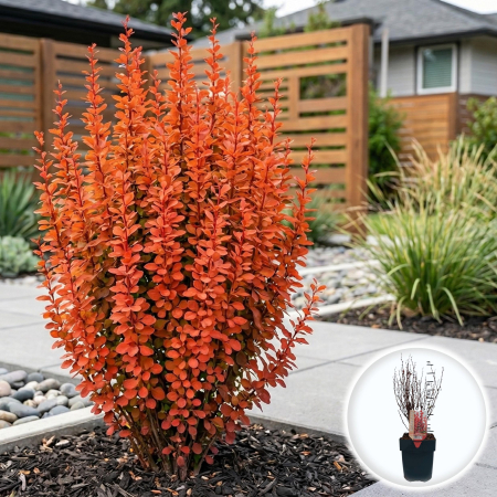 Berberis - Berberis thunbergii Orange Rocket dracila japoneza coloanara portocalie ghiveci Pepiniera Sibiu