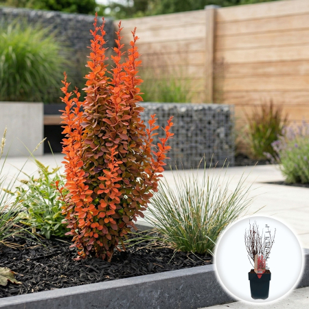 Berberis - Berberis thunbergii Orange Rocket dracila japoneza coloanara portocalie ghiveci Pepiniera Sibiu