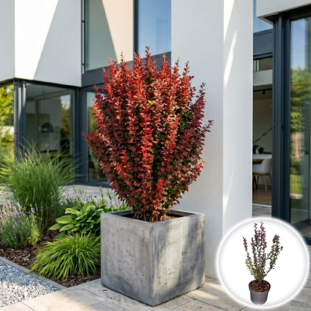 Berberis - berberis-thunbergii-red-pillar-arbust-columnar-rosu-pepiniera-sibiu