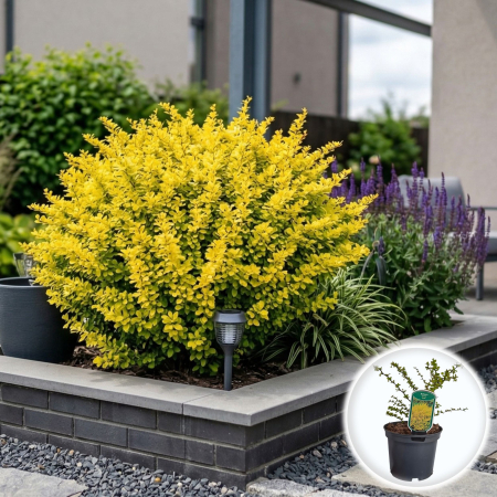 Berberis - Berberis thunbergii Aurea dracila japoneza galbena auriu ghiveci Pepiniera Sibiu