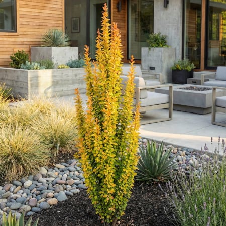 Berberis - berberis-thunbergii-yellow-tower-arbust-columnar-galben-pepiniera-sibiu