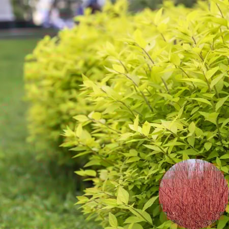 Cornus - Cornus Alba Aurea - 3L