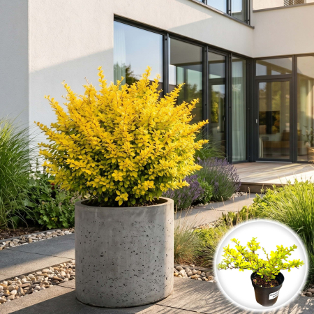 Berberis - berberis-thunbergii-sunsation-dracila-galbena-pepiniera-sibiu