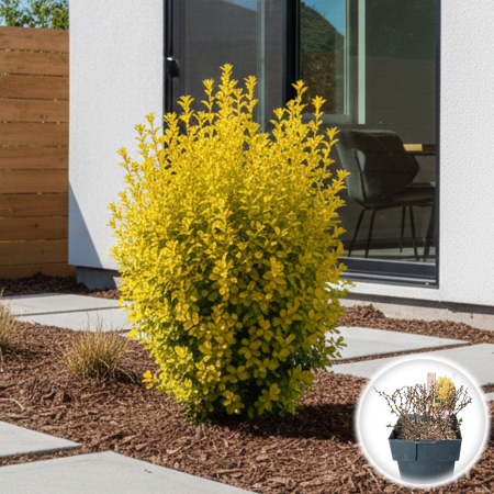 Berberis - Berberis thunbergii Goldalita Arbust Pitic Galben Auriu Pepiniera Sibiu