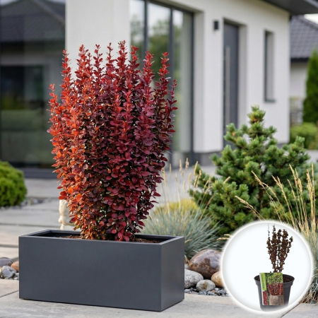Berberis - Berberis thunbergii Red Tower dracila japoneza coloanara rosie ghiveci Pepiniera Sibiu