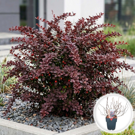 Berberis - Berberis thunbergii Darts Red Lady Arbust Rosu Ramificat Pepiniera Sibiu