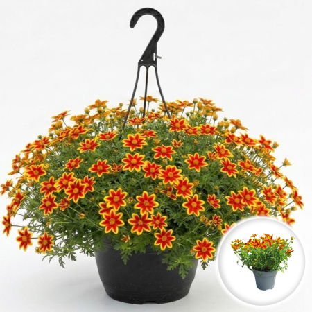 Flori Gradina si Balcon - bidens-ferulifolia-amaraluta-flori-galbene-rosii-balcon-pepiniera-sibiu