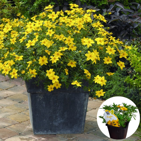 Flori Gradina si Balcon - Bidens Ferulifolia - Galben (P9)