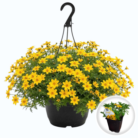 Flori Gradina si Balcon - Bidens ferulifolia galben ghiveci Pepiniera Sibiu