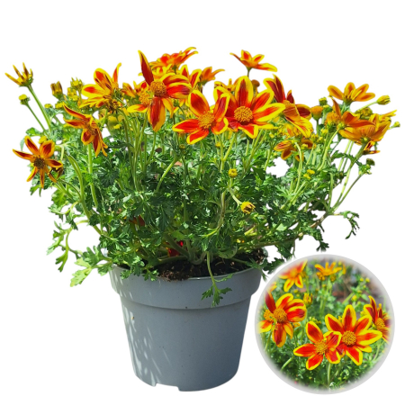 Flori Gradina si Balcon - Bidens - Rosu - XL
