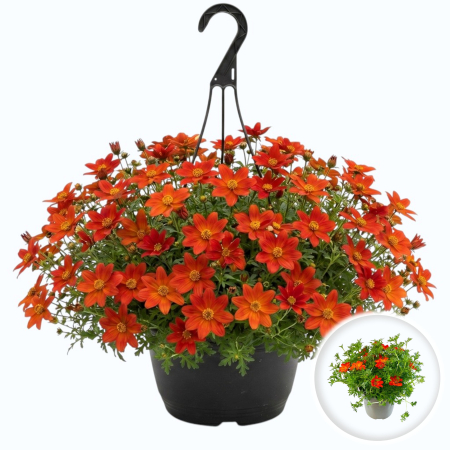 Flori Gradina si Balcon - Bidens ferulifolia rosu flori curgatoare ghiveci ramificata cu boboci Pepiniera Sibiu