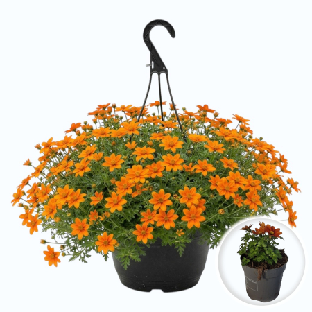 Flori Gradina si Balcon - Bidens ferulifolia portocaliu planta curgatoare jardiniere ghiveci Pepiniera Sibiu