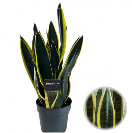 Limbra Soacrei - Black Gold - Sansevieria - 50cm