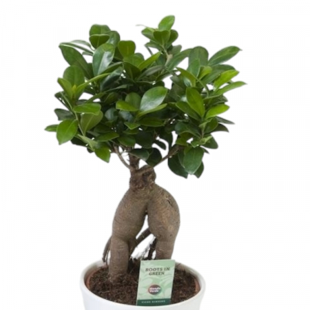 Ficus - Bonsai - Ginseng - 30cm