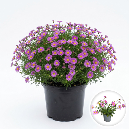 Flori Gradina si Balcon - brachyscome-fresco-roz-margareta-australiana-pepiniera-sibiu