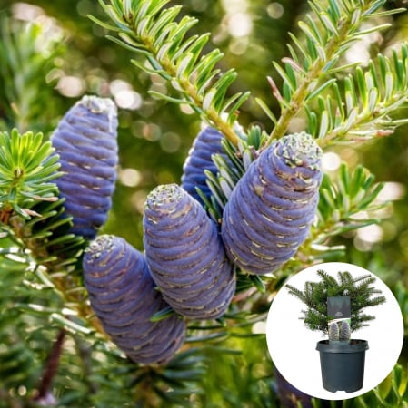 Plante Decorative - Brad Korean (C3)