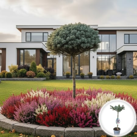 Plante Decorative - Brad Korean - pe tulpina (70cm)