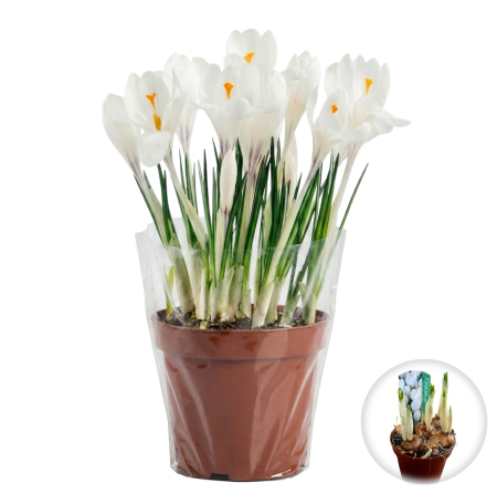 Flori Gradina si Balcon - branduse-jeanne-d-arc-ghiveci-albe-pepiniera-sibiu