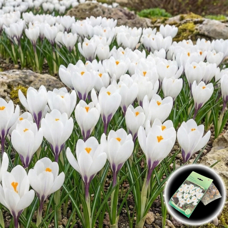 Seminte și Bulbi - crocus-vernus-jeanne-d-arc-bulbi-albi-pepiniera-sibiu
