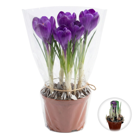 Flori Gradina si Balcon - crocus-flower-record-ghiveci-branduse-mov-pepiniera-sibiu
