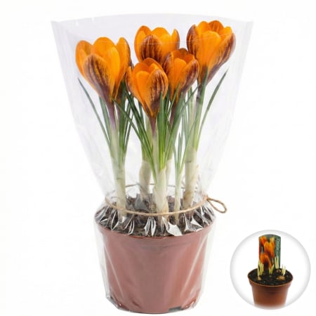 Flori Gradina si Balcon - Crocus Portocaliu Orange Monarch ghiveci 5 bulbi Pepiniera Sibiu