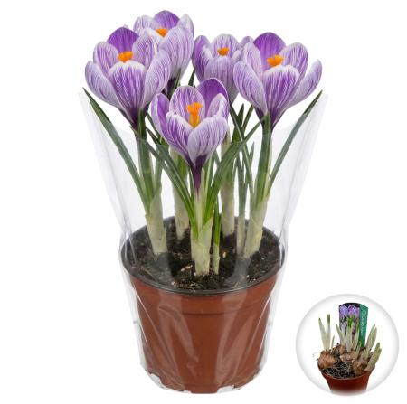 Flori Gradina si Balcon - branduse-crocus-pickwick-ghiveci-pestrite-pepiniera-sibiu