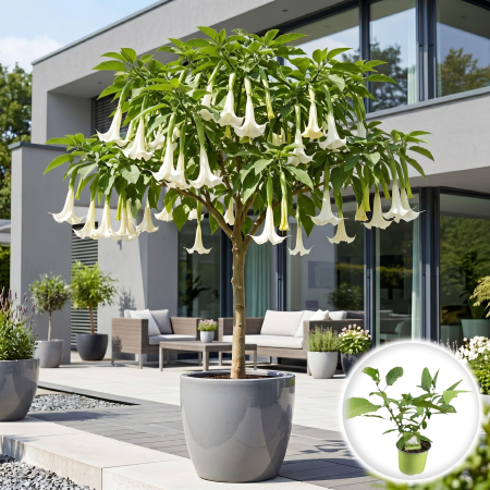 Plante Interior - brugmansia-alba-trompeta-ingerilor-planta-exotica-pepiniera-sibiu