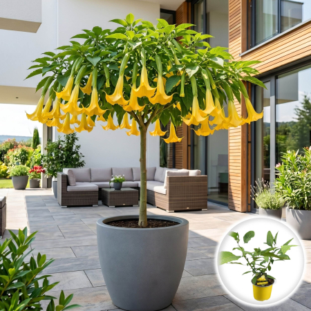 Brugmansia (Trompeta Îngerilor) - brugmansia-galbena-trompeta-ingerului-pepiniera-sibiu