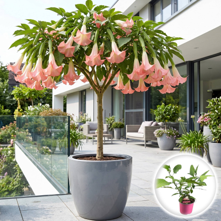 Plante Interior - brugmansia-suaveolens-roz-trompeta-ingerilor-pepiniera-sibiu