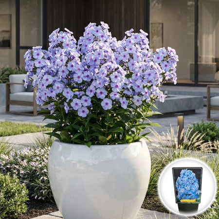 Flori Gradina si Balcon - brumarele-phlox-blue-boy-albastru-liliachiu-pepiniera-sibiu
