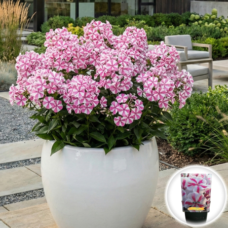 Flori Gradina si Balcon - brumarele-phlox-twister-bicolore-alb-roz-pepiniera-sibiu