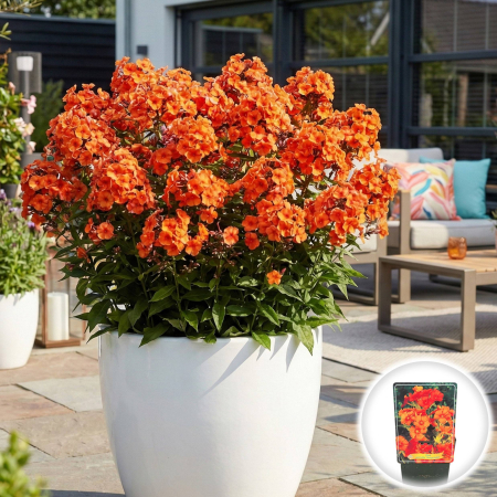 Flori Gradina si Balcon - phlox-paniculata-orange-perfect-brumarele-portocalii-pepiniera-sibiu