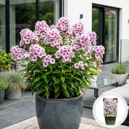 Flori Gradina si Balcon - phlox-paniculata-miss-holland-brumarele-albe-pepiniera-sibiu