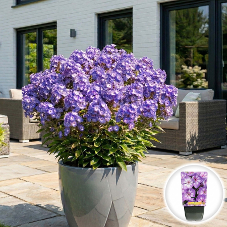 Flori Gradina si Balcon - phlox-paniculata-olympus-brumarele-variegate-pepiniera-sibiu