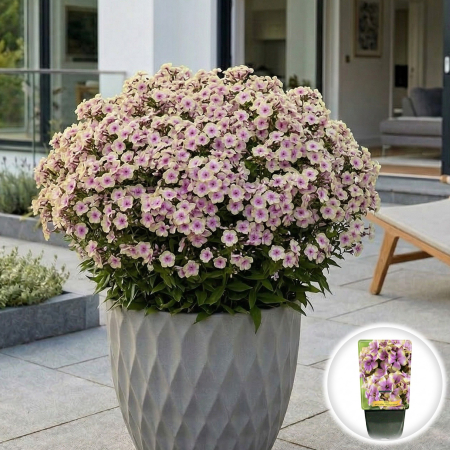 Flori Gradina si Balcon - phlox-paniculata-sherbet-blend-brumarele-roz-verde-pepiniera-sibiu