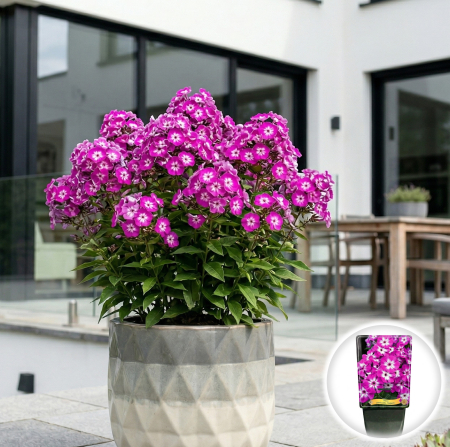 Flori Gradina si Balcon - phlox-paniculata-uspech-brumarele-mov-pepiniera-sibiu