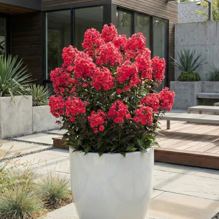 phlox-paniculata-starfire-brumarele-rosii-pepiniera-sibiu [1]