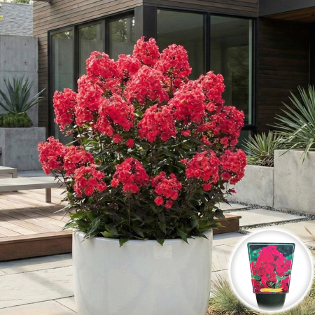 Flori Gradina si Balcon - phlox-paniculata-starfire-brumarele-rosii-pepiniera-sibiu