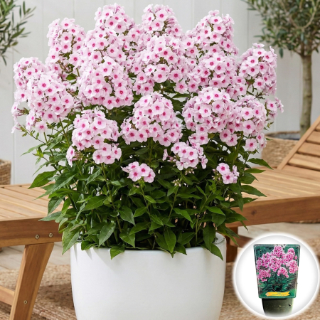 Flori Gradina si Balcon - phlox-paniculata-bright-eyes-brumarele-roz-pepiniera-sibiu