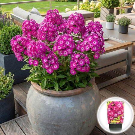 Flori Gradina si Balcon - brumarele-roz-phlox-tatjana-inradacinat-pepiniera-sibiu