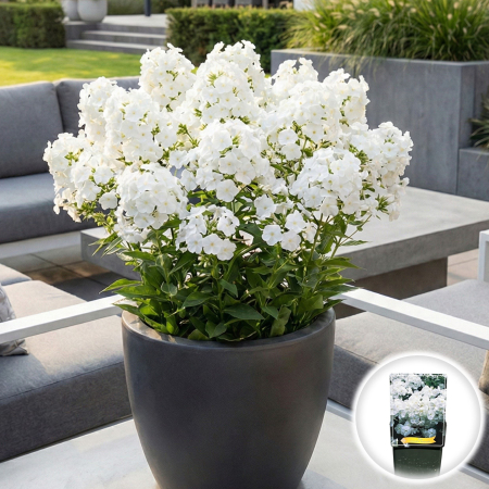 Flori Gradina si Balcon - brumarele-albe-phlox-rembrandt-inradacinat-pepiniera-sibiu