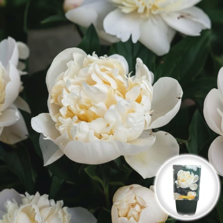 Bulbi de Flori - bujor-shirley-temple-alb-roz-paeonia-lactiflora-pepiniera-sibiu