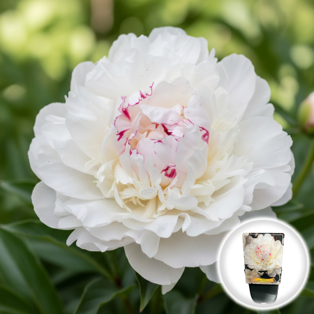 Bulbi de Bujori - Paeonia lactiflora Festiva Maxima Bujor Erbaceu Alb Ghiveci Pepiniera Sibiu