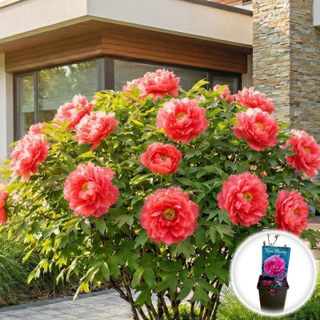 Bulbi de Bujori - bujor-arborescent-beautiful-pink-paeonia-suffruticosa-pepiniera-sibiu