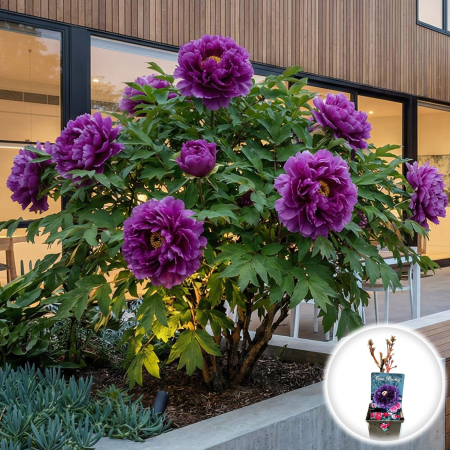 Bulbi de Bujori - bujor-arborescent-wu-long-peng-sheng-paeonia-suffruticosa-pepiniera-sibiu