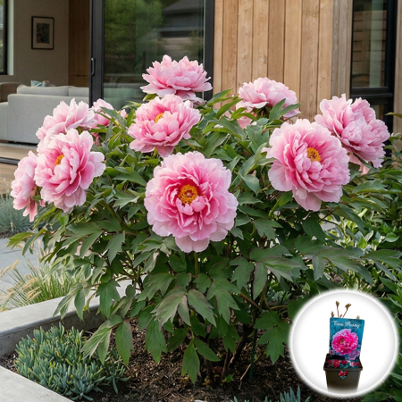 Bulbi de Bujori - bujor-arborescent-beautiful-pink-paeonia-suffruticosa-pepiniera-sibiu