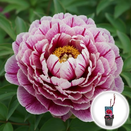 Bulbi de Flori - paeonia-suffruticosa-shimanishiki-bujor-arborescent-bicolor-pepiniera-sibiu