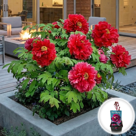 Bulbi de Bujori - bujor-arborescent-taiyo-paeonia-suffruticosa-rosu-pepiniera-sibiu