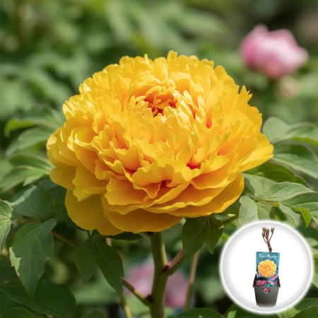 Bulbi de Bujori - bujor-arborescent-golden-yellow-paeonia-suffruticosa-galben-pepiniera-sibiu