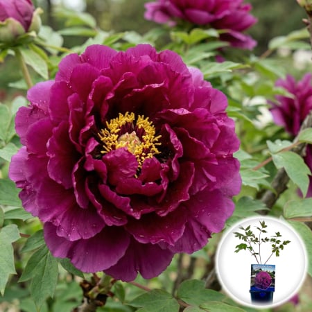 Bulbi de Flori - bujor-arborescent-wu-long-peng-sheng-paeonia-suffruticosa-pepiniera-sibiu